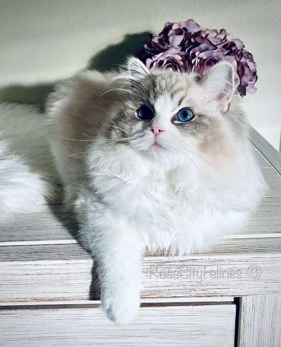 Rose City Felines~ Specializing in Ragdolls 12