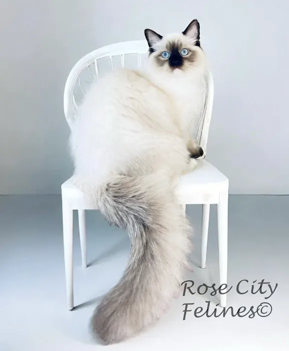 Rose City Felines~ Specializing in Ragdolls 12