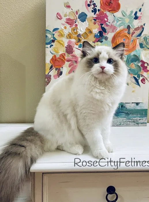 Rose City Felines~ Specializing in Ragdolls 12