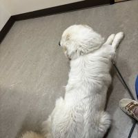 Red Maple Animal Hospital ico