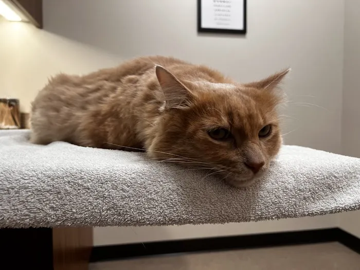 Red Maple Animal Hospital 12