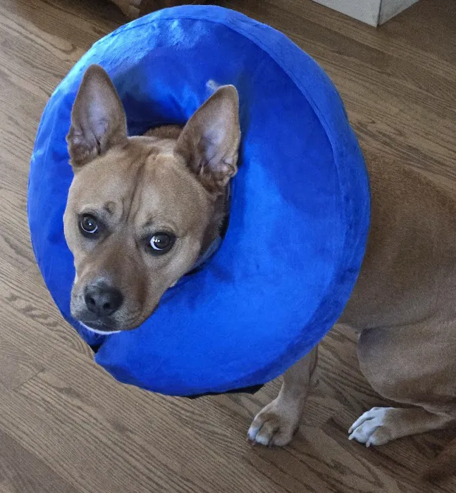 Sadie Veterinary Urgent Care 7