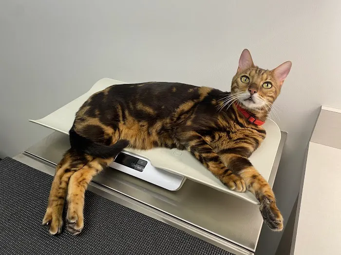 Sadie Veterinary Urgent Care 10
