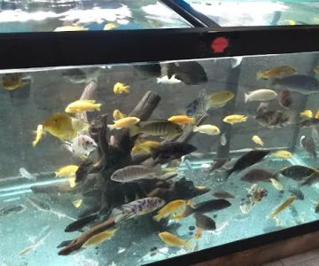 Northside Aquatics LLC
