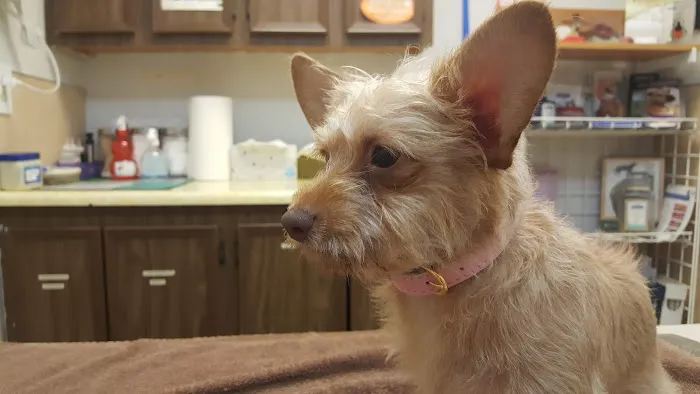 Gateway Veterinary Hospital 6