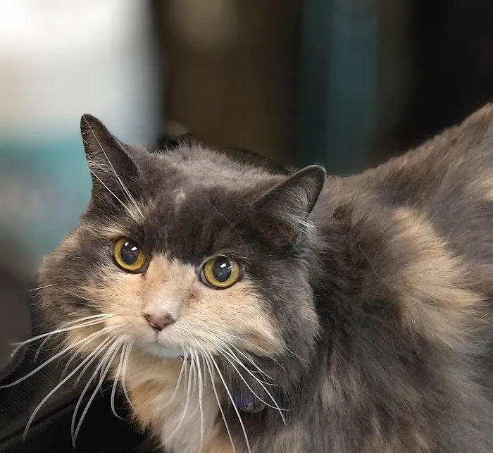 Argay Cat Clinic 3