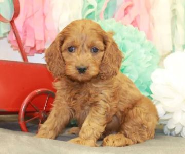PAWSitive Puppies