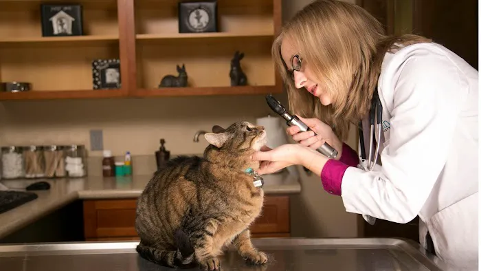 Hannah Pet Hospital 1