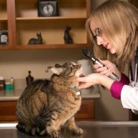 Hannah Pet Hospital ico