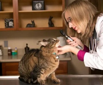 Hannah Pet Hospital