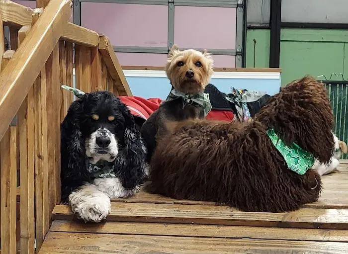 Hannah Pet Hospital 4