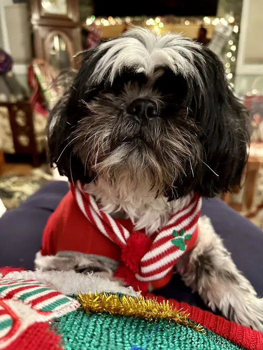 Hannah Pet Hospital 5