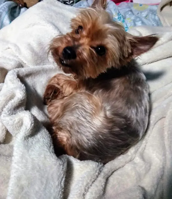 Banfield Pet Hospital 4