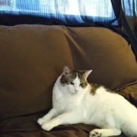 Banfield Pet Hospital ico