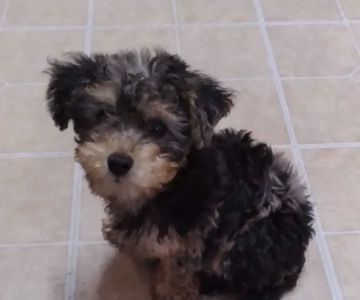 CocoPuppies