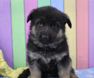 Heart String Healthy Puppies