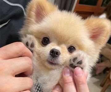 Akc Cute Puppies