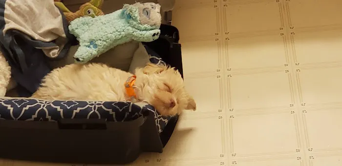Banfield Pet Hospital 3
