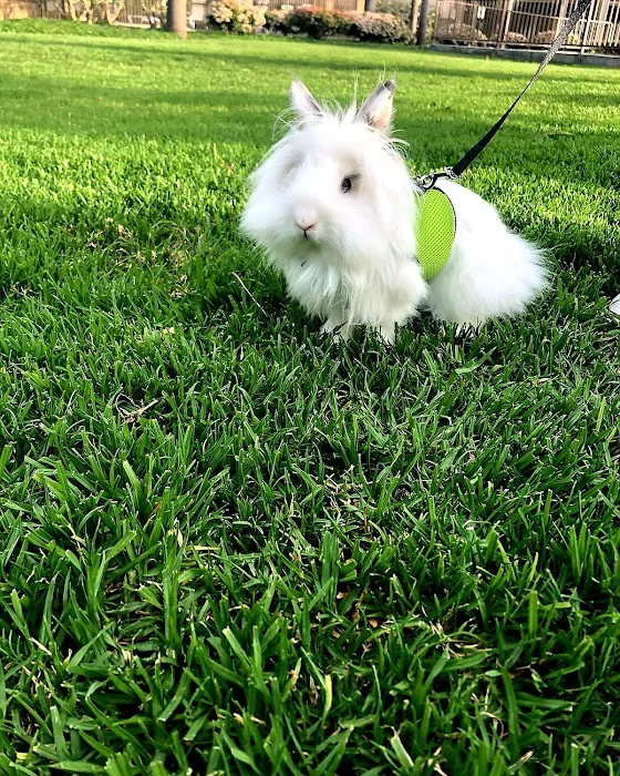 Noah's Ark Animal Hospital 8