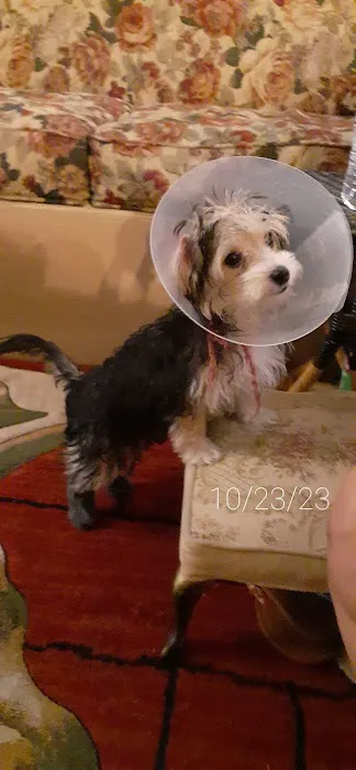 Affordable Animal Hospital 12