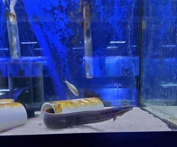 Exotic Aquatics and Pets