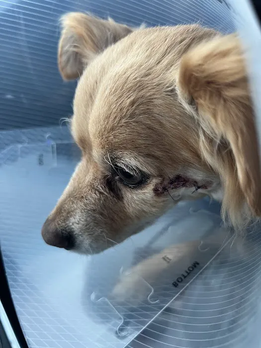 Jet's Pet Hospital 12