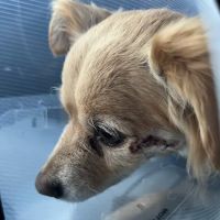 Jet's Pet Hospital ico