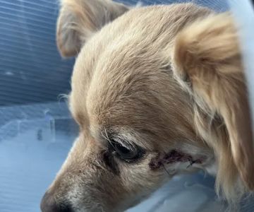 Jet's Pet Hospital