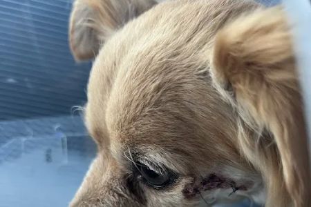 Jet's Pet Hospital