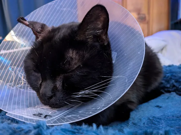 Jet's Pet Hospital 12