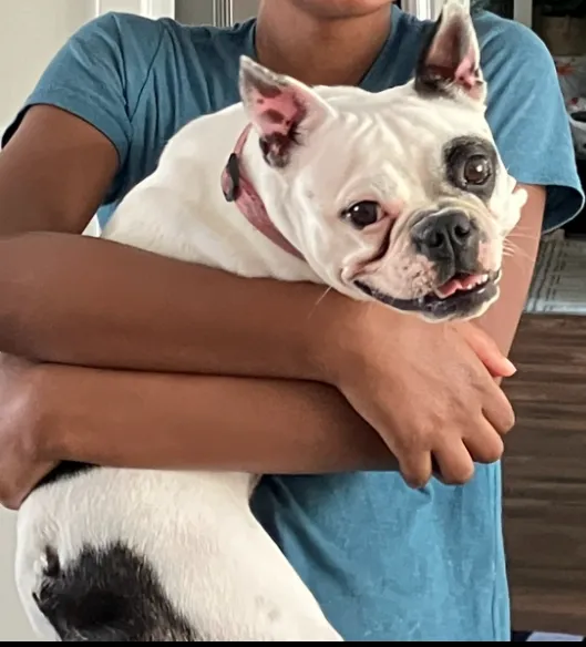Jet's Pet Hospital 12