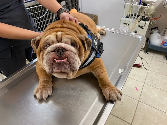 Jet's Pet Hospital 12