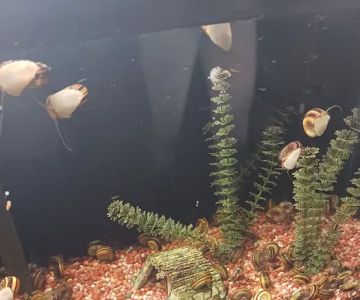 Great Lakes Aquarium House