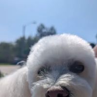 Fullerton Hills Pet Clinic ico