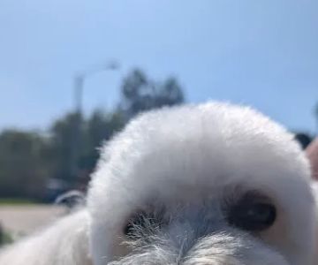 Fullerton Hills Pet Clinic