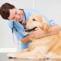 CASE Animal Hospital ico