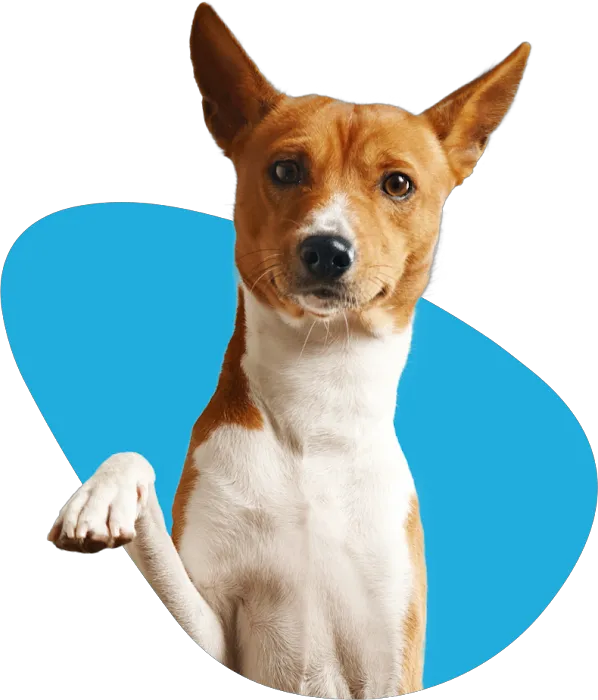 CASE Animal Hospital 12