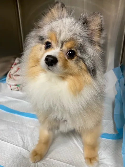 CASE Animal Hospital 12