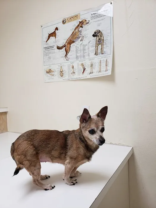 Animal Hospital 12
