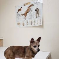 Animal Hospital ico