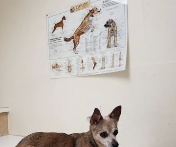 Animal Hospital