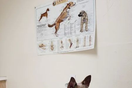 Animal Hospital