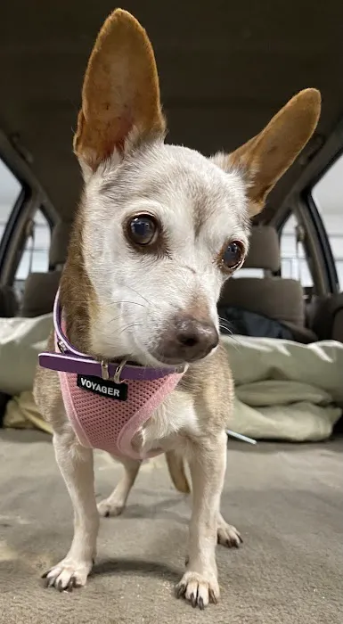 Animal Hospital 12