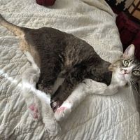 Brookfield Pet Hospital Plus ico