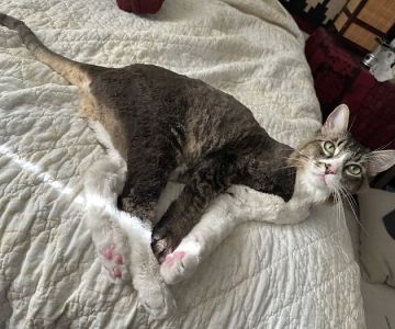 Brookfield Pet Hospital Plus