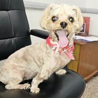 Huntington Beach Veterinary Hospital ico