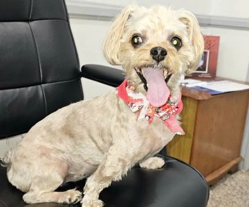 Huntington Beach Veterinary Hospital