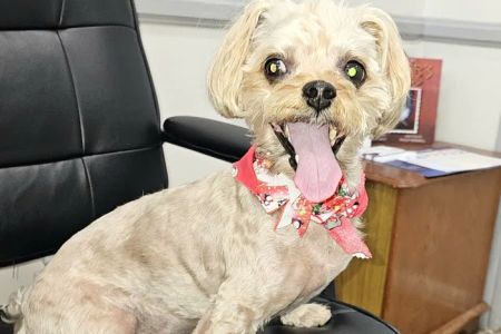 Huntington Beach Veterinary Hospital