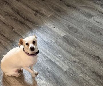 Huntington Pet Vet