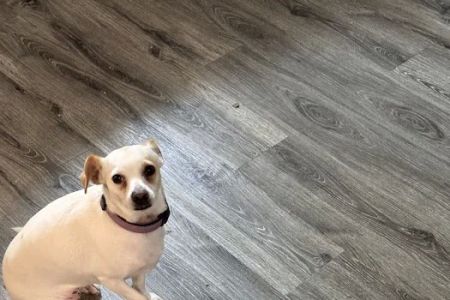 Huntington Pet Vet
